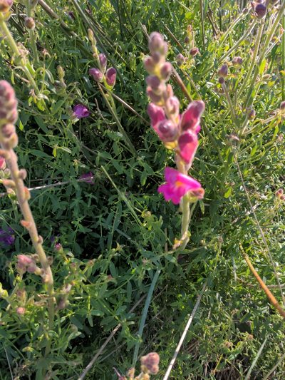 Antirrhinum cirrhigerum, photographed by bobcat-otter