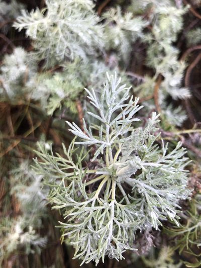 Artemisia mauiensis, photographed by Curtis Hansen