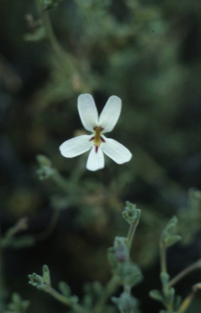 Jamesbrittenia incisa, photographed by Tom Lloyd Evans