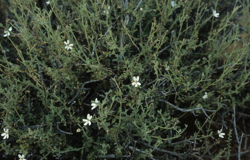 Jamesbrittenia incisa, photographed by Tom Lloyd Evans