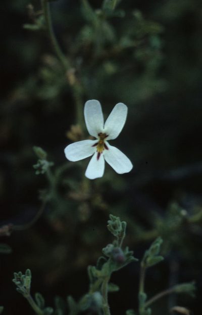 Jamesbrittenia incisa, photographed by Tom Lloyd Evans