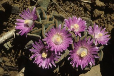 Aloinopsis spathulata, photographed by Tom Lloyd Evans