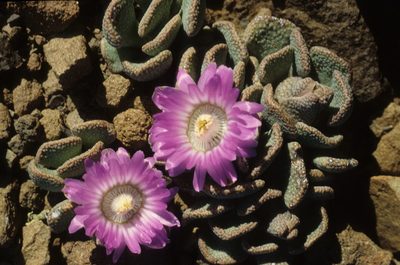 Aloinopsis spathulata, photographed by Tom Lloyd Evans