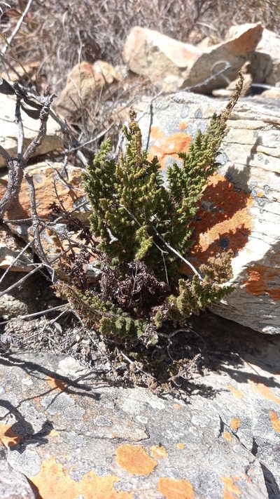 Choristosoria induta, photographed by kevin koen