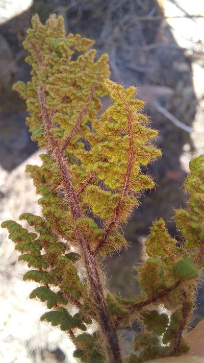 Choristosoria induta, photographed by kevin koen