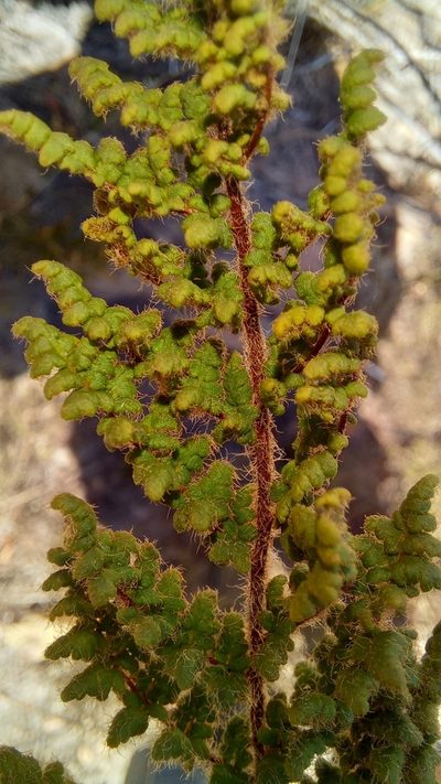 Choristosoria induta, photographed by kevin koen