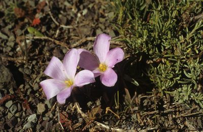 Oxalis odorata, photographed by Tom Lloyd Evans