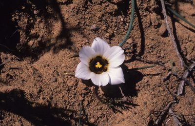 Romulea atrandra, photographed by Tom Lloyd Evans