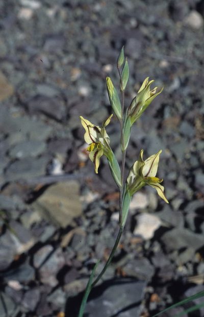 Gladiolus karooicus, photographed by Tom Lloyd Evans