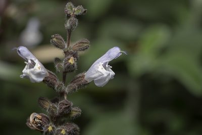 Salvia fruticosa, photographed by Eleftherios Katsillis