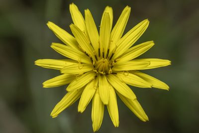 Pseudopodospermum elatum, photographed by Eleftherios Katsillis