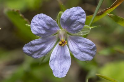 Erodium gruinum, photographed by Eleftherios Katsillis