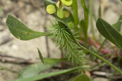Euphorbia aleppica, photographed by Eleftherios Katsillis