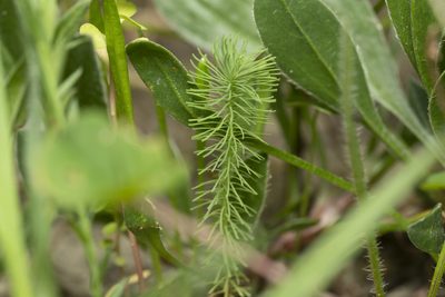 Euphorbia aleppica, photographed by Eleftherios Katsillis