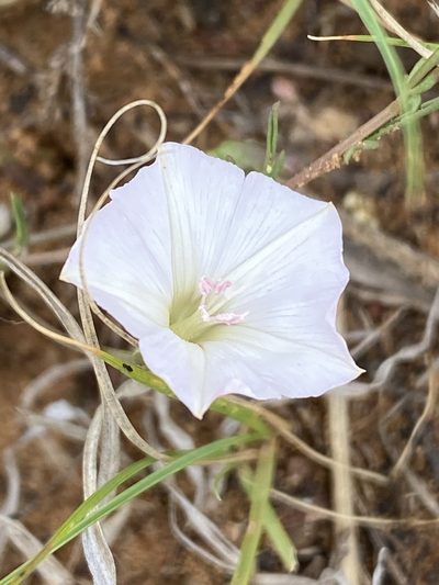 Convolvulus dregeanus, photographed by Dave U