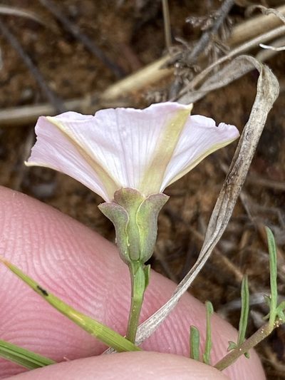 Convolvulus dregeanus, photographed by Dave U