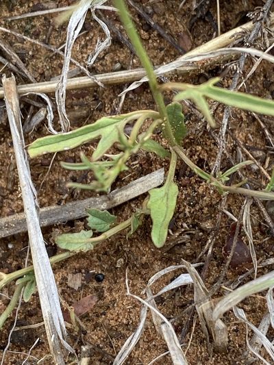 Convolvulus dregeanus, photographed by Dave U