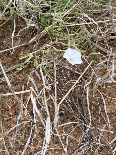 Convolvulus dregeanus, photographed by Dave U