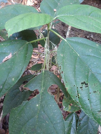 Myriocarpa longipes, photographed by keesgroenendijk
