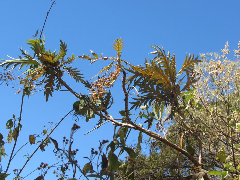 Bocconia arborea, photographed by Jonathan Rodriguez