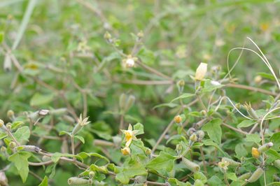 Mentzelia floridana, photographed by Norman Douglas
