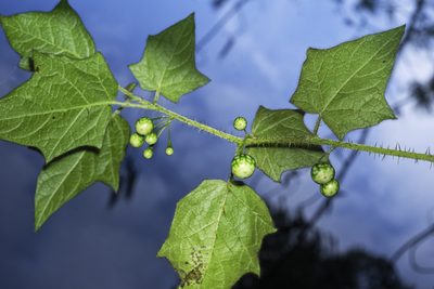Solanum acerifolium, photographed by Daniel Mesa
