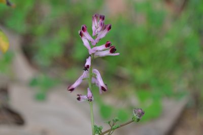 Fumaria bastardii, photographed by Josep Gesti