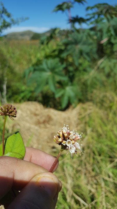 Pisoniella arborescens, photographed by Eugenio Padilla