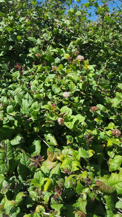 Pisoniella arborescens, photographed by Eugenio Padilla