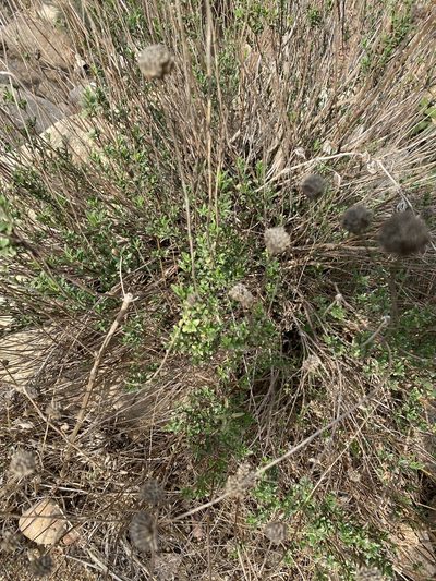 Monardella stoneana, photographed by Jim Riley