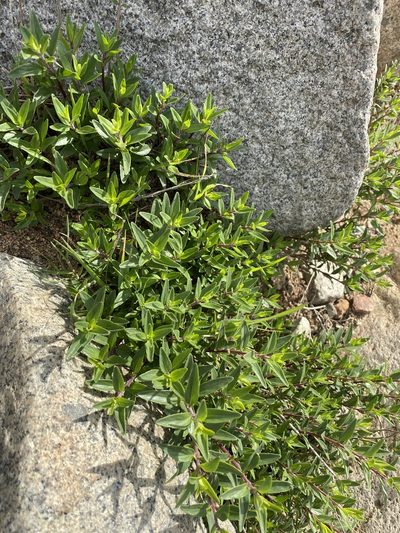 Monardella stoneana, photographed by Jim Riley