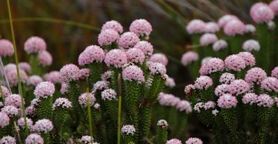 Stoebe rosea, photographed by Tony Rebelo