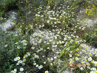 Anthemis ruthenica, photographed by Galyna Mykytynets
