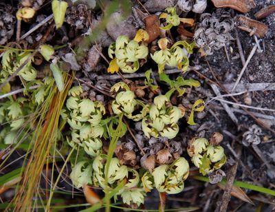 Osmitopsis dentata, photographed by Tony Rebelo