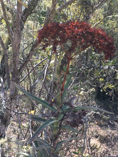 Crassula perfoliata, photographed by Caroline Voget