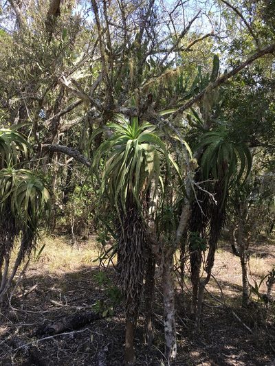 Aloe speciosa, photographed by Caroline Voget