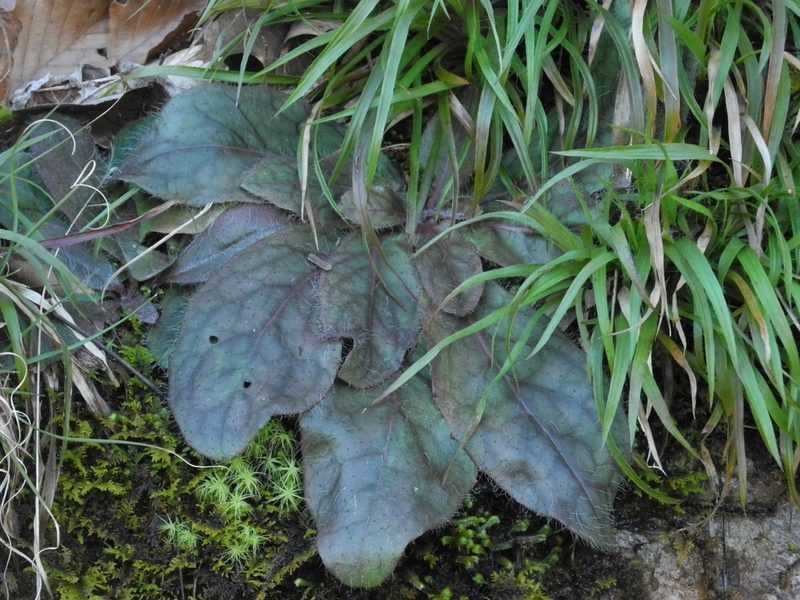 Hieracium compositum, photographed by Michael J. Papay