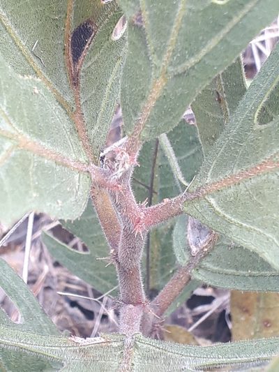 Jatropha zeyheri, photographed by Manuel R Popp