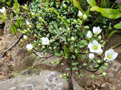 Gentianella saxosa, photographed by rempson