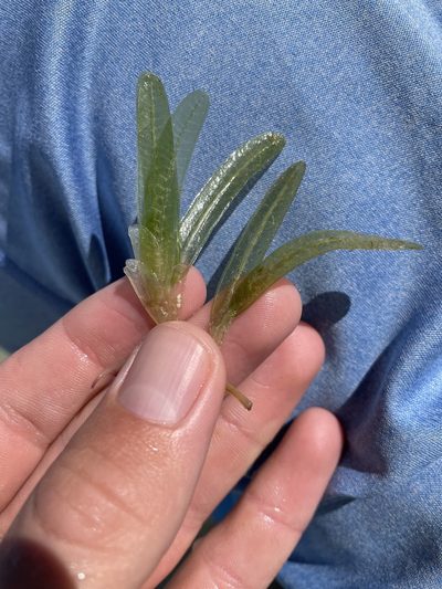 Halophila stipulacea, photographed by Luke Padon