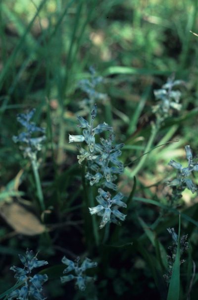 Lachenalia mediana, photographed by Tom Lloyd Evans