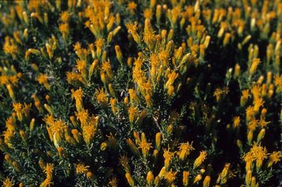 Pteronia empetrifolia, photographed by Tom Lloyd Evans