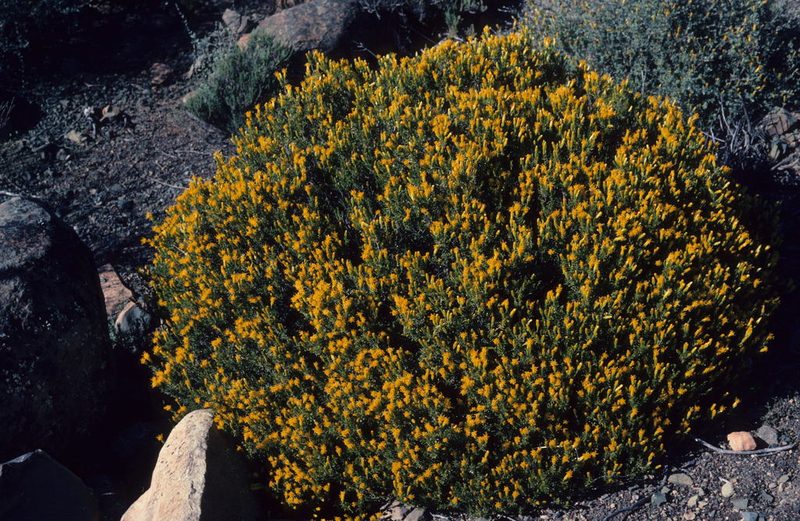 Pteronia empetrifolia, photographed by Tom Lloyd Evans