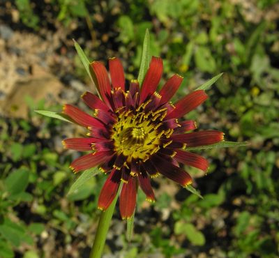 Tragopogon crocifolius, photographed by Todd Boland