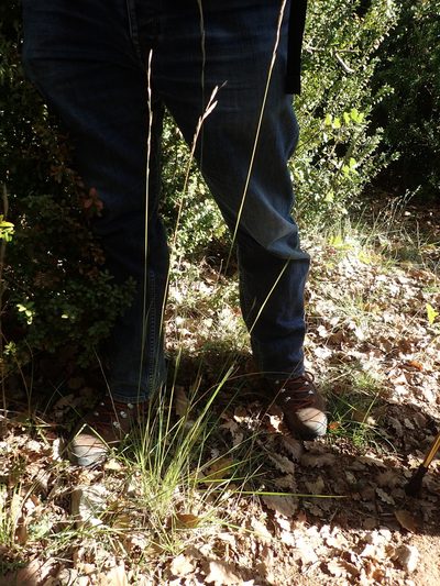 Brachypodium phoenicoides, photographed by Julien Renoult