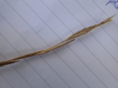 Brachypodium phoenicoides, photographed by Julien Renoult