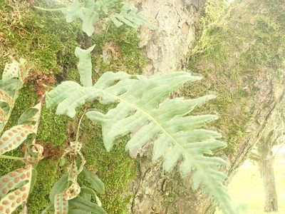 Polypodium interjectum, photographed by John Lyden