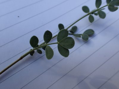 Coronilla minima, photographed by Julien Renoult