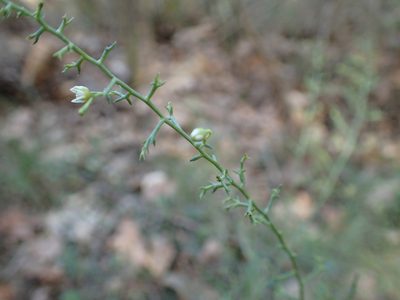 Thesium divaricatum, photographed by Julien Renoult