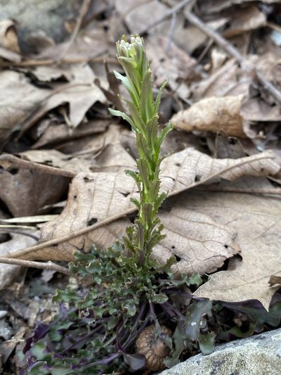 Borodinia missouriensis, photographed by Matt Berger